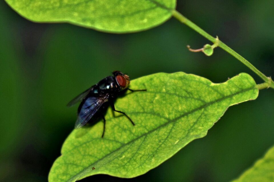 Insectoid leaf close up photo