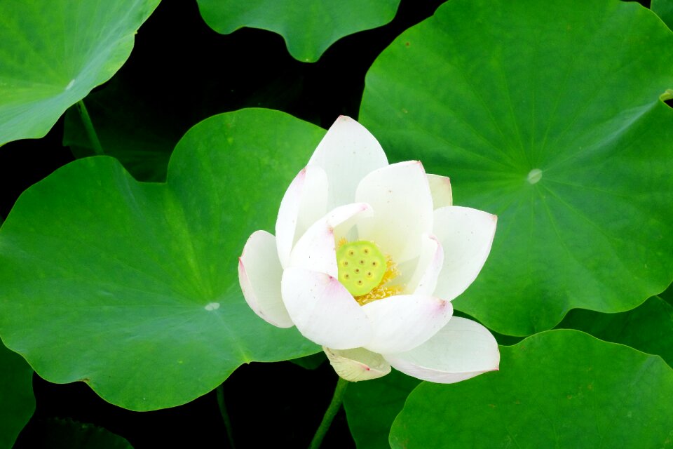 Water lilies nail water plant