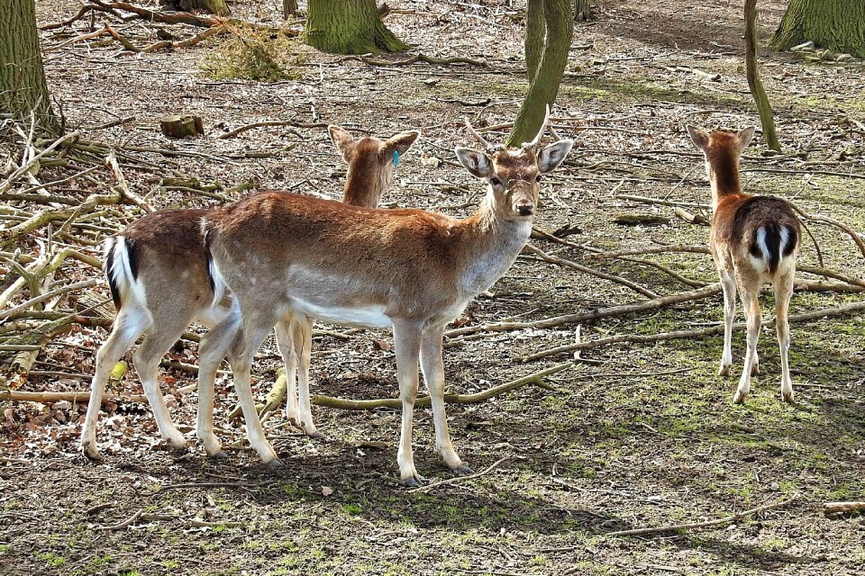 Wild nature roe deer