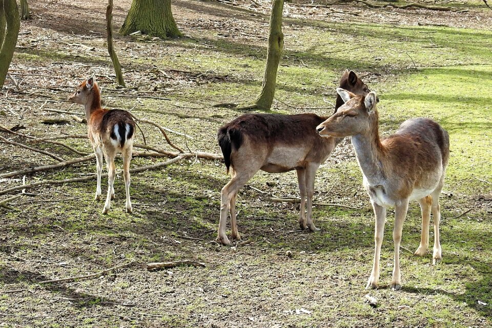 Wild nature roe deer