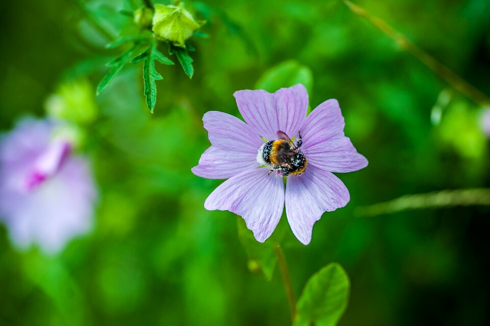 Purple pollen insect