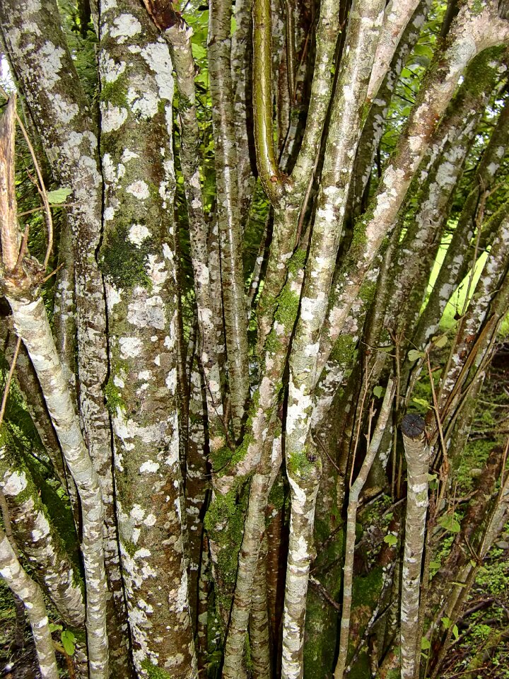 Forest devoured close