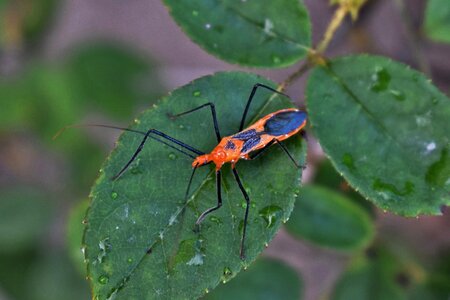 Orange bug close up arthropods
