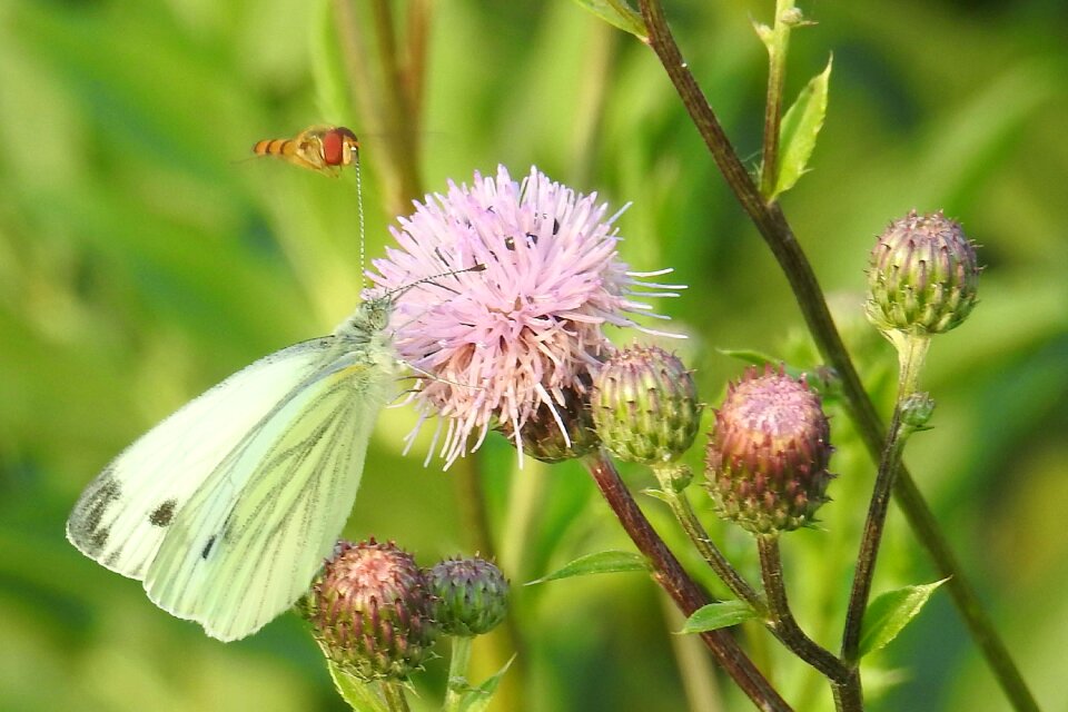 Insect flower meadow nature