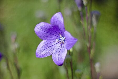 Nature macro environment photo