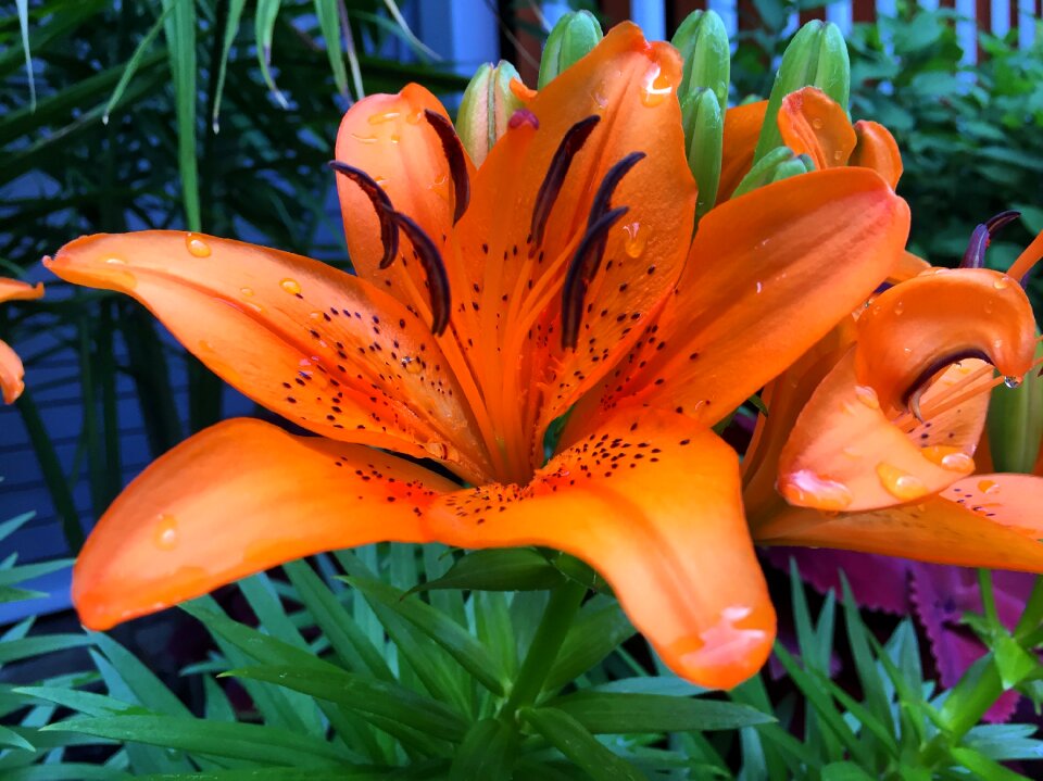 Flower lily floral