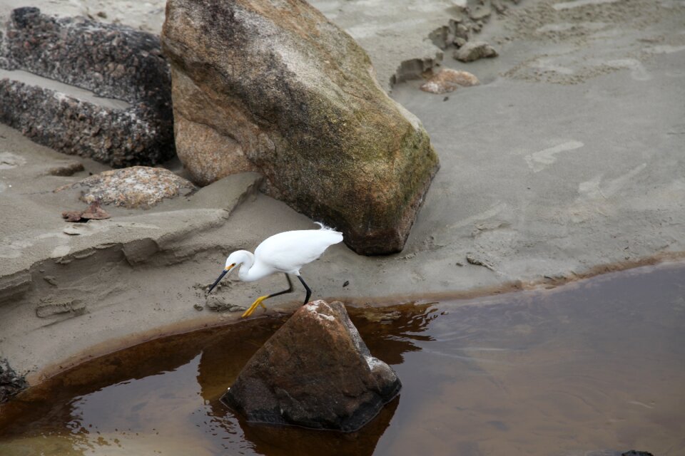 Wild animals white feathers fauna
