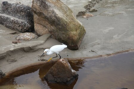 Wild animals white feathers fauna