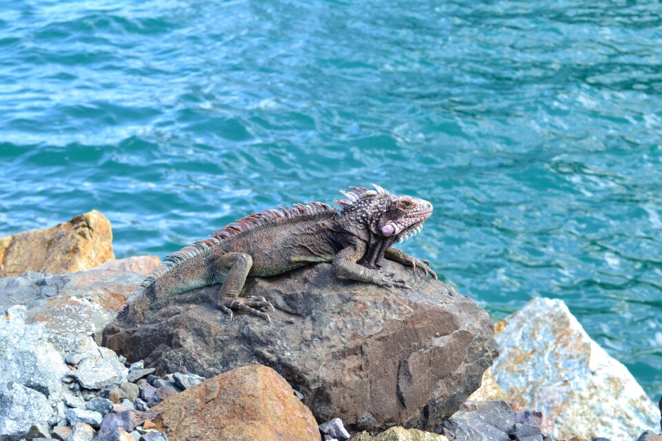 Animals exotic iguana