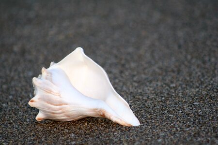 Ocean summer seashell photo
