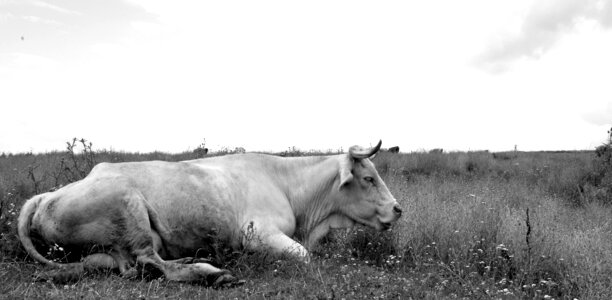 Animal cattle black and white cows photo