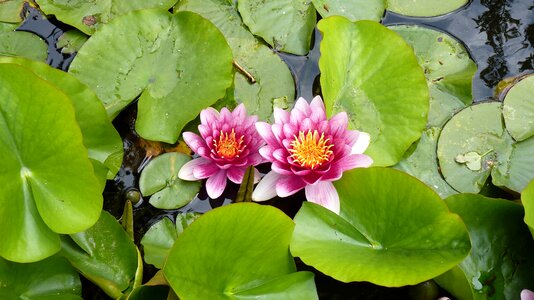 Pond nature garden pond
