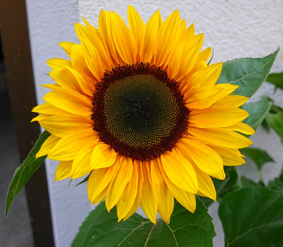 Sunflower flowers yellow