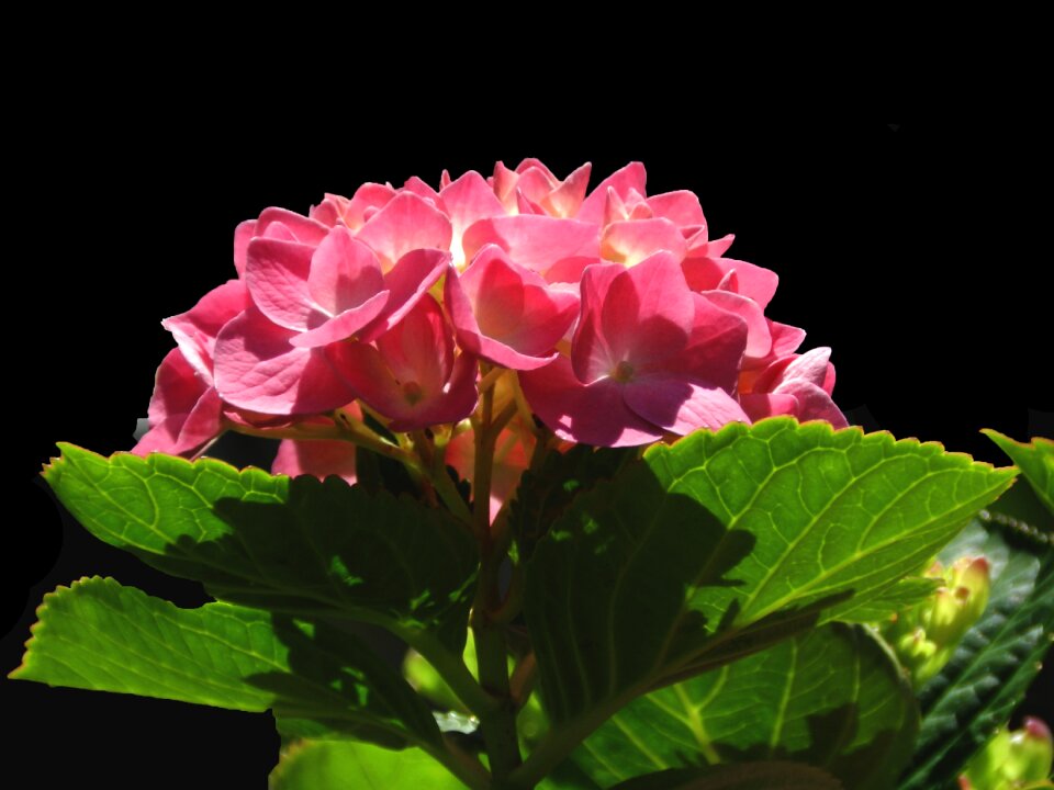 Nature flora summer