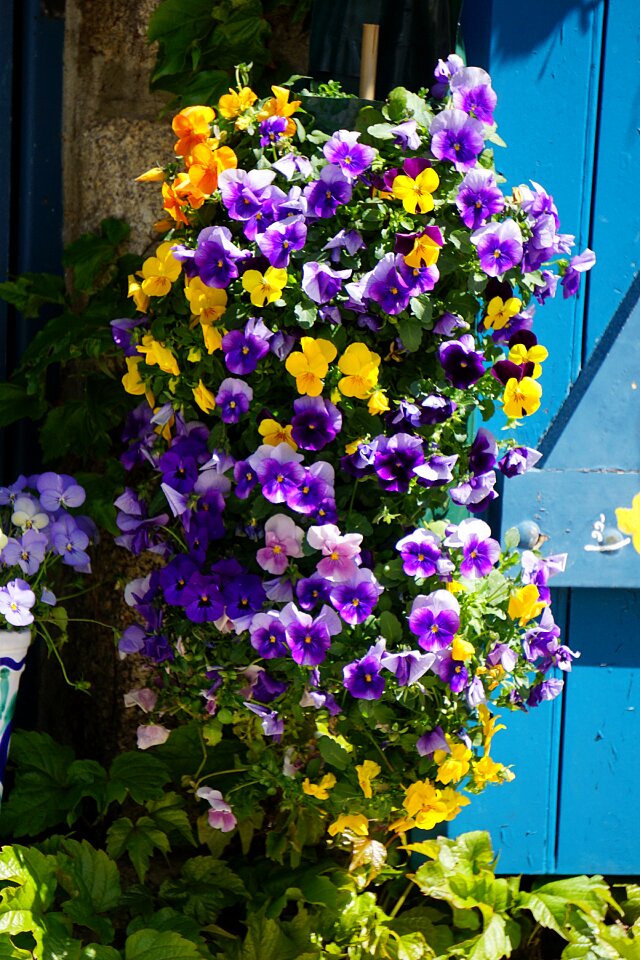 Blue plant houses