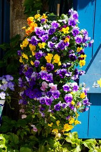Blue plant houses