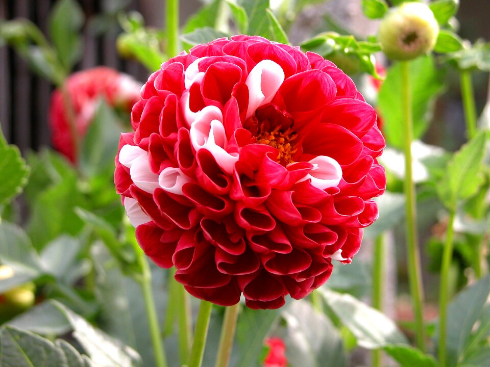 Summer macro nature