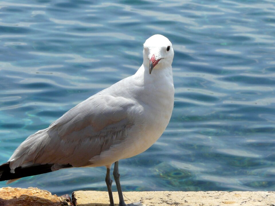 Water bird gull at sea seevogel