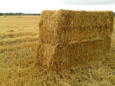 Wheat hay field photo