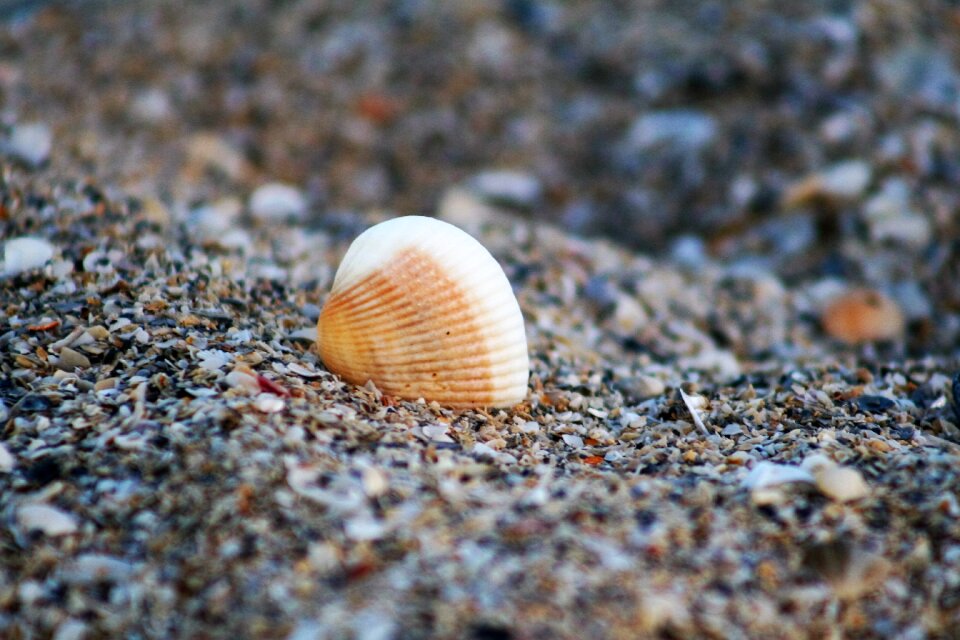 Beach ocean