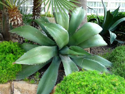 Aloe vera enormous plant