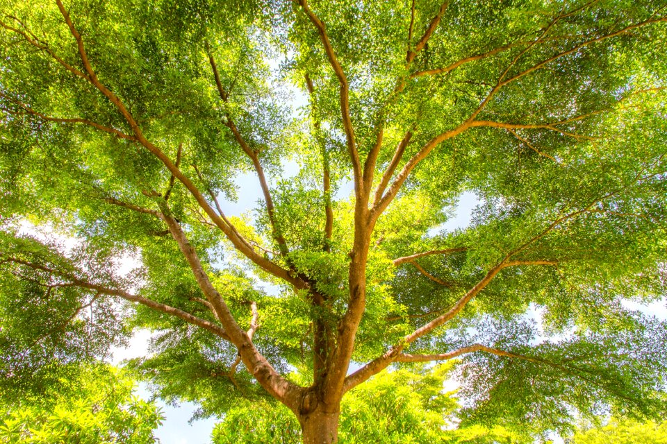 Backlit branch tree