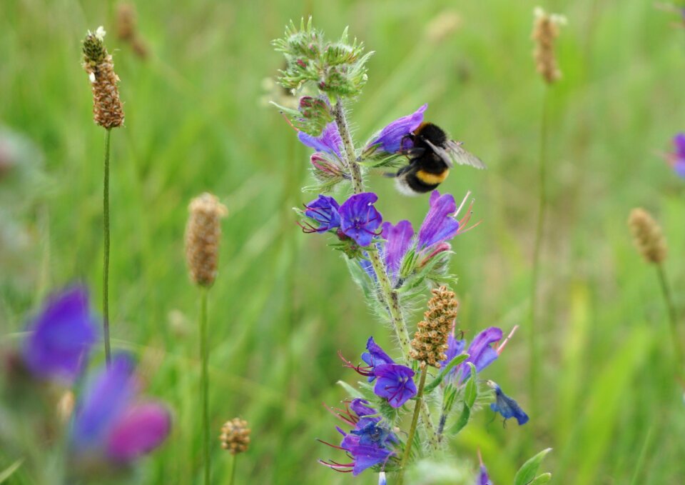 Close up insect meadow