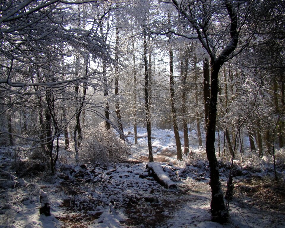 Forest nature photo