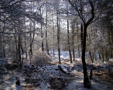 Forest nature photo