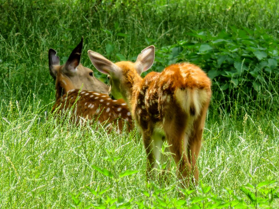 Red deer roe deer scheu photo