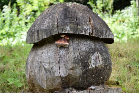 Carve nature wood