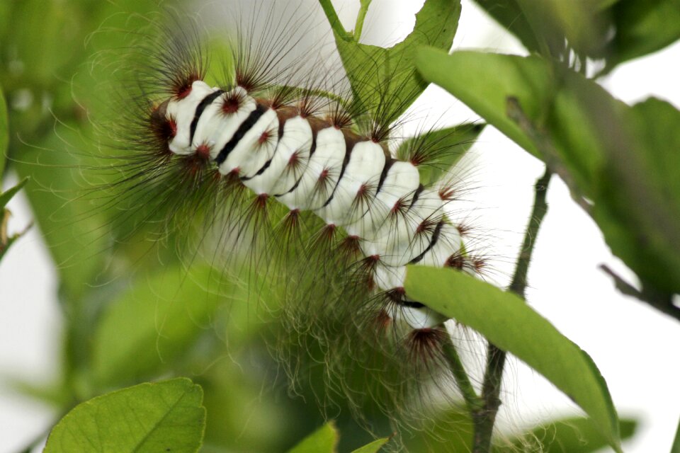 Insect white and green between sheets