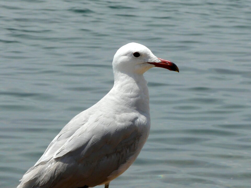 Water bird gull at sea seevogel