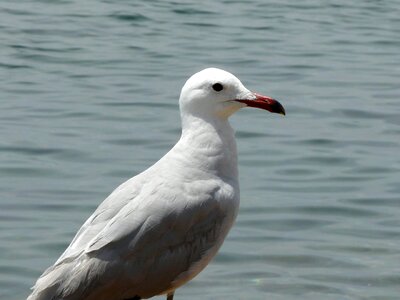 Water bird gull at sea seevogel photo
