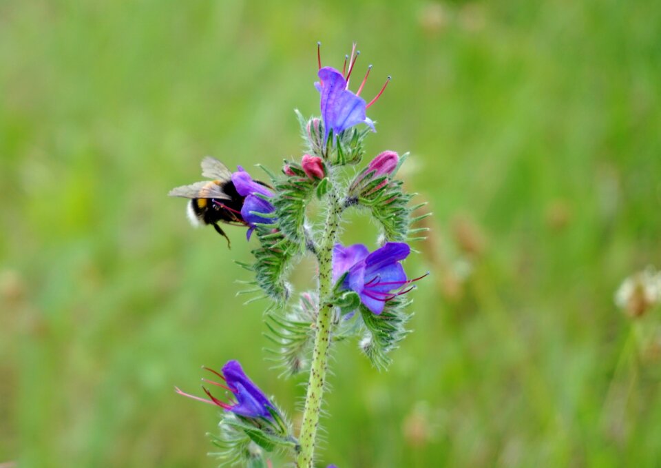 Close up insect meadow