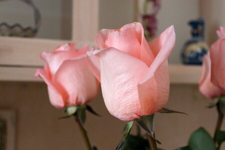 Pink rose pink roses tender rose
