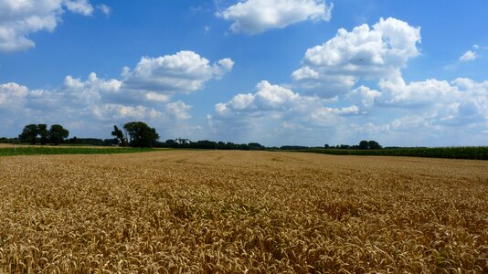Vision nature wheat field photo