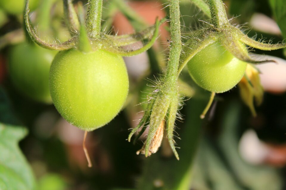 Immature nature food