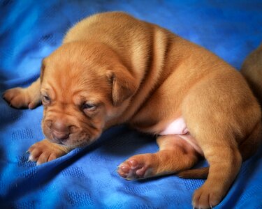 Domestic domesticated puppy