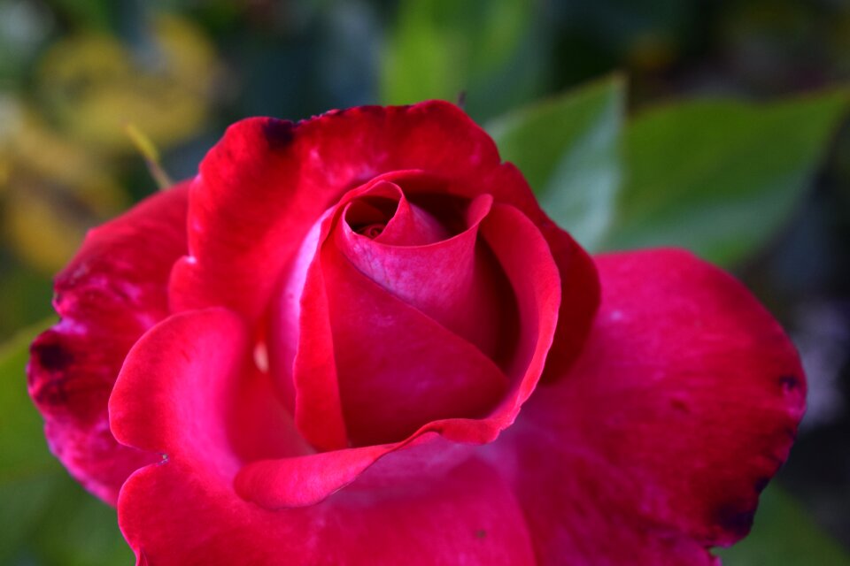 Flower blossom bloom