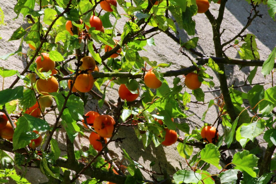 Power fruit orchard