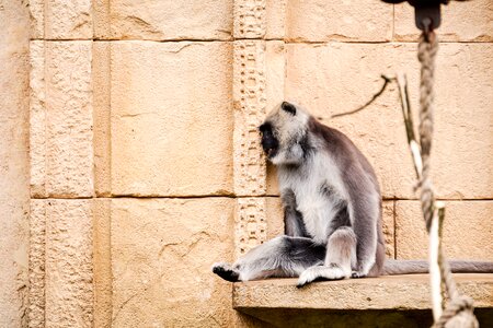 Langur gray langur semnopithecus