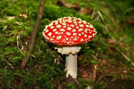 Symbol of good luck red forest