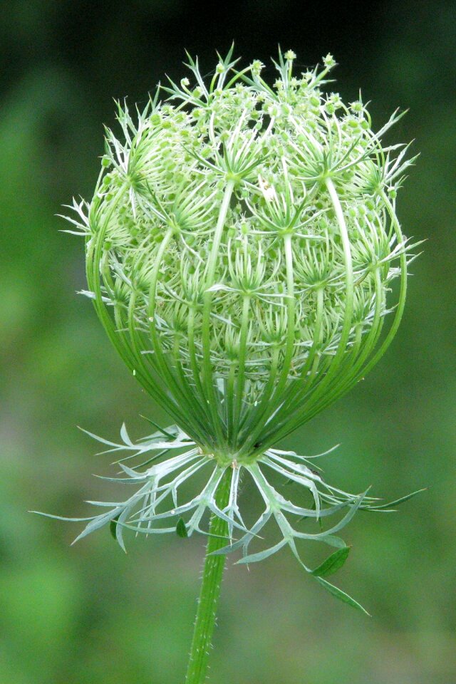 Unopened flower moneymore ontario