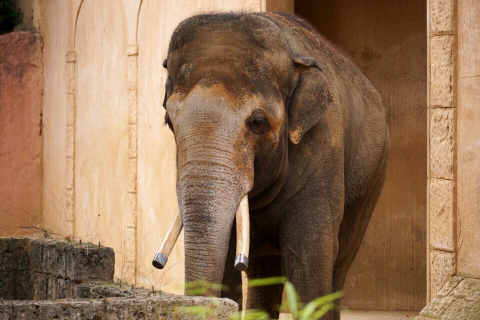 Ivory wrinkled skin