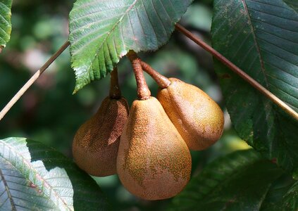Nut pods tree leaves