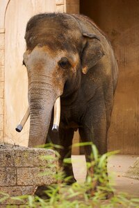 Ivory wrinkled skin