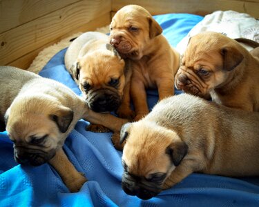Domestic domesticated puppy