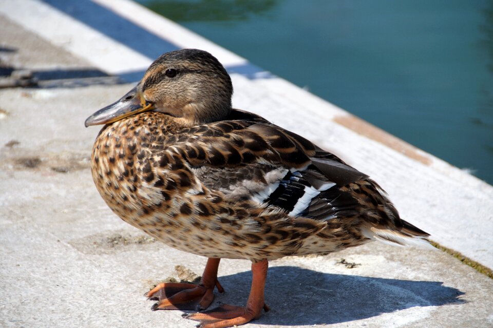 Wild mallard duck female