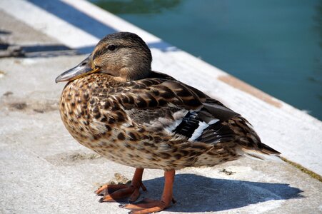 Wild mallard duck female